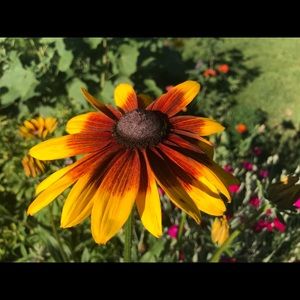 Meet your Posher, Melanie